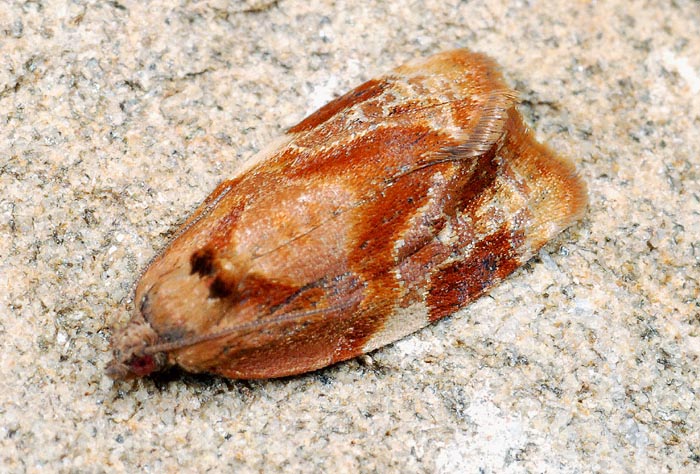 Tortricidae N�  66